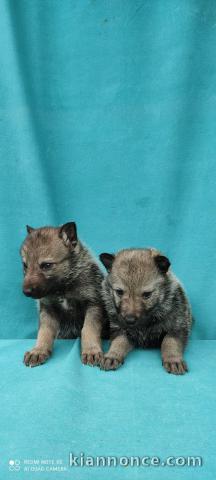 Chien-loup tchécoslovaque