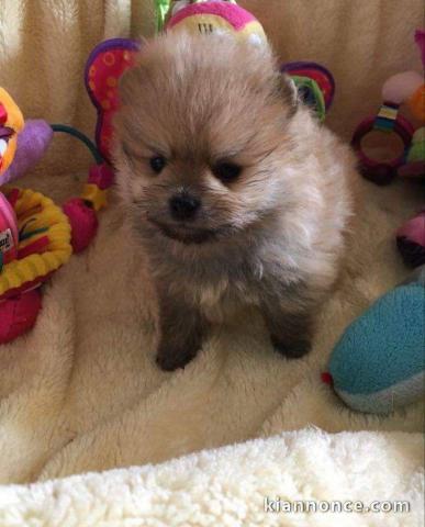 Spitz nian disponible en don merci de nous contacter 