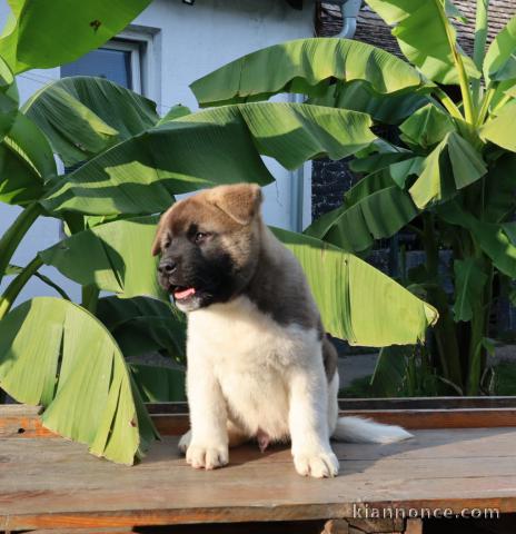 Akita américain chiots