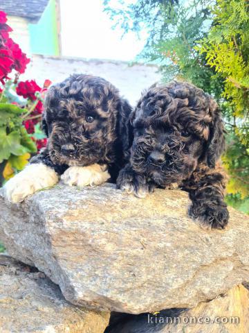 Lagotto Romagnolo chiots