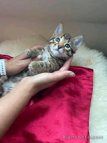 Adorable petit chaton bengal 