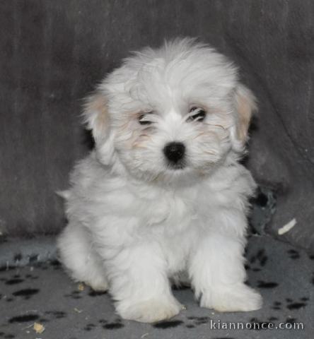 chiot Bichon Maltais LOF a donner