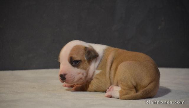 chiot américain staffordshire terrier a adopter