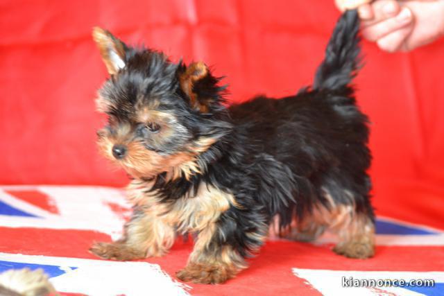 Chiot Yorkshire lof agé de trois mois