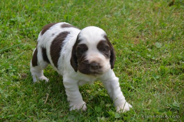 chiot cocker anglais a donner