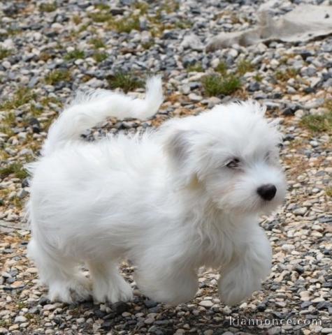 chiot Bichon Maltais LOF a donner
