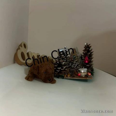 Caniche rouge chiots à vendre