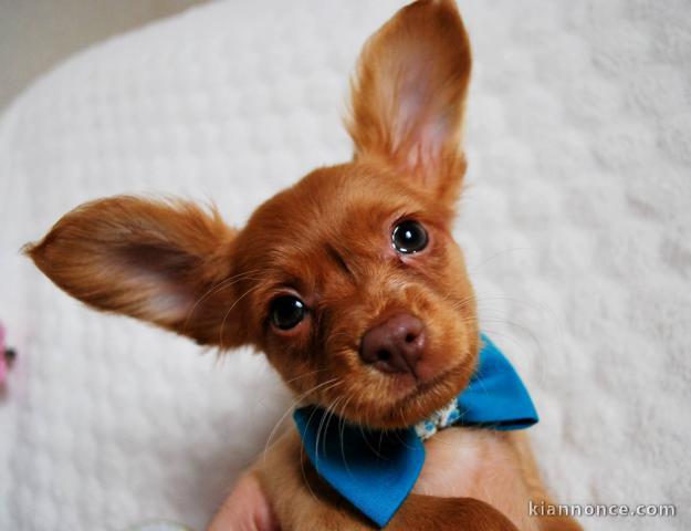 A donner Chiots Russkiy Toy