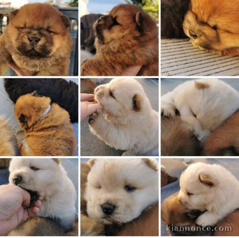 Magnifiques Chiots Chow Chow Pure Race