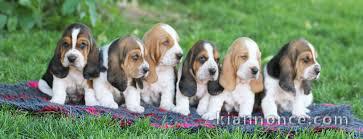 Superbes Bébés Basset Hound 