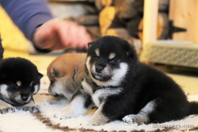 Sublimes Chiots Shiba Inu Pure Race et Pedigree
