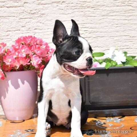 Boston Terrier chiots à vendre