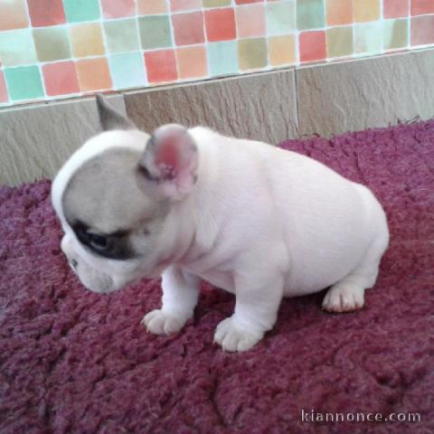 A donner chiot bouledogue français femelle