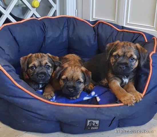 Magnifiques border terriers 
