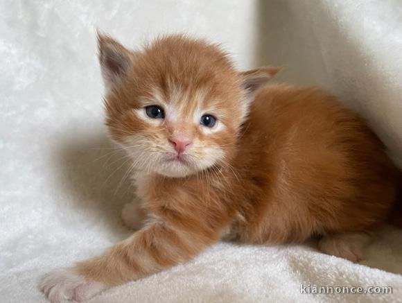 Chatons Maine Coon Agé de 3 Mois