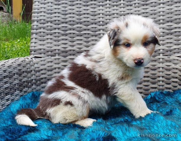 Chiot Très jolie Femelle Berger Australien