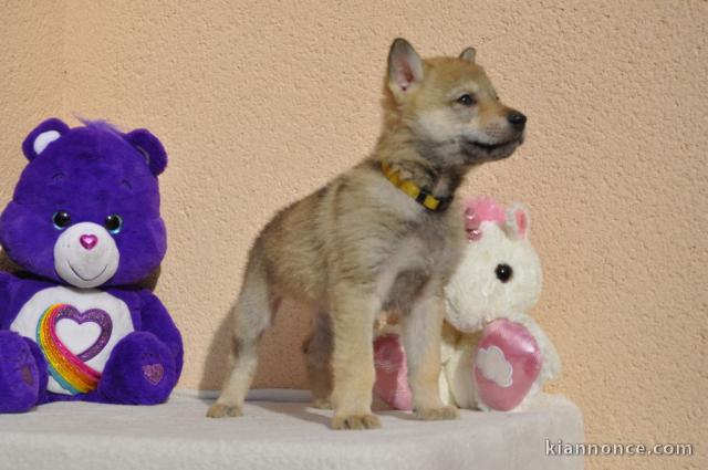 Très Jolie chiot Loup Tchèque Femelle