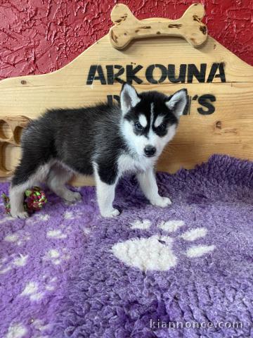 Chiot Siberian Husky Mâle