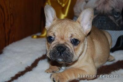 magnifique bouledogue 