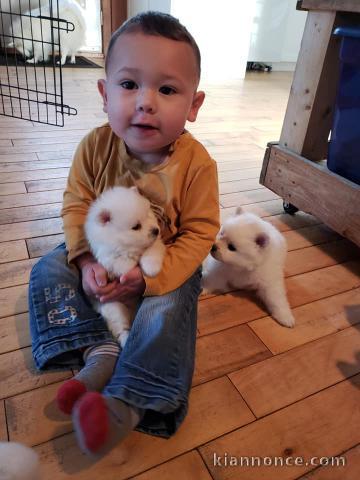 Chiots esquimau américain