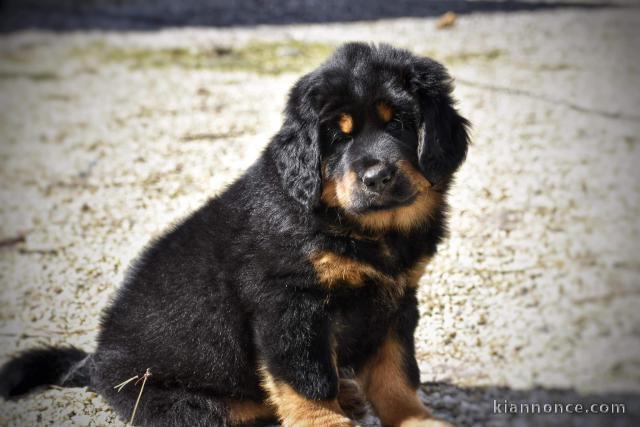 Chiots Mastiff Tibétain