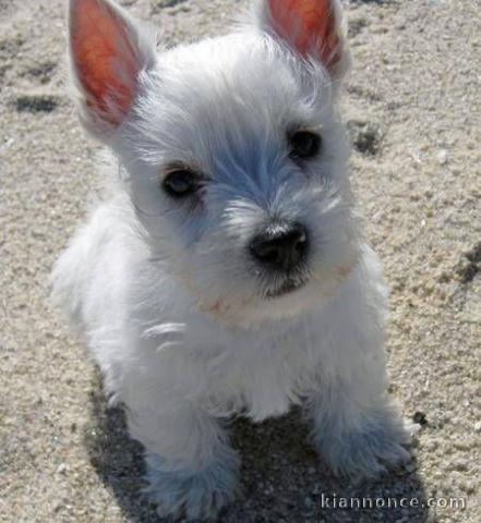 chiot westie de trois mois
