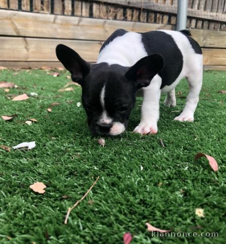 Male et femelle en bonne santé mignons akc chiots bouledogues fra