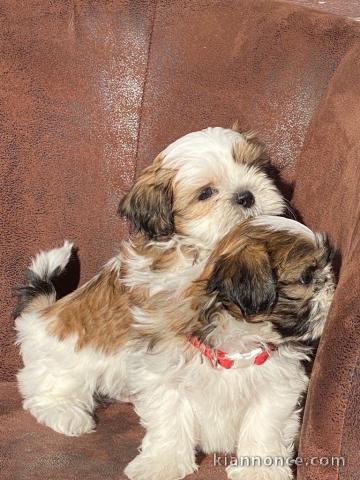 Chiots shih-tzu femelle a donné