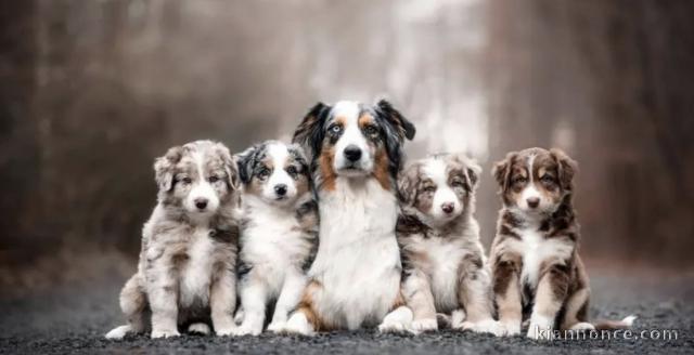 Chiots d’apparence Berger australiens 