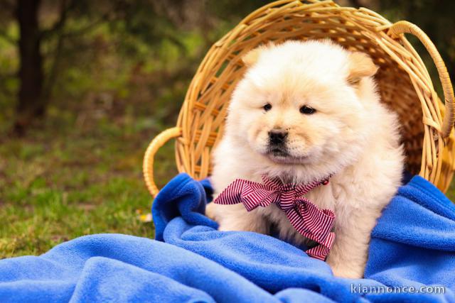 Chow Chow chiots à vendre