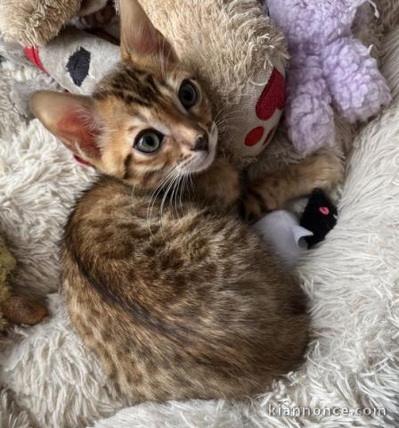 bengals dispo de suite à donner 