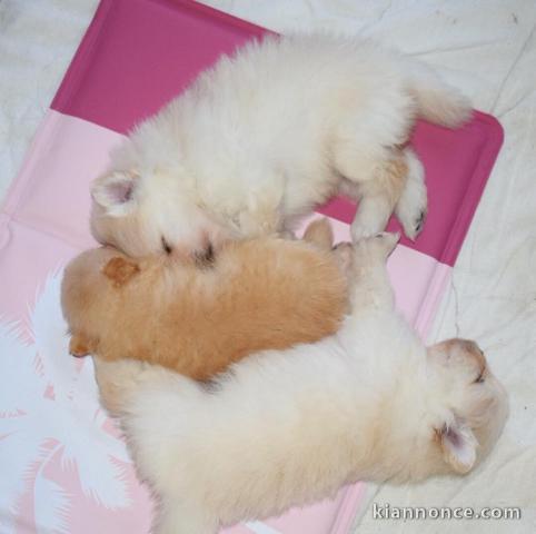 Adorables Spitz allemand lof