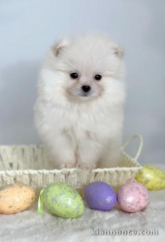 Poméranie (BOO), de race pure, naine (jouet)