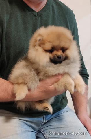 poméranien chiots TOP qualité