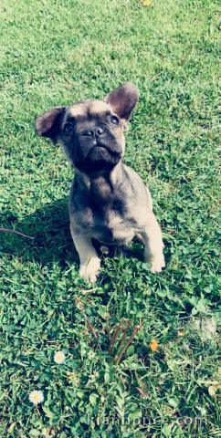 Chiots Bouledogue Français caille 