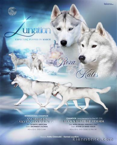 HUSKY SIBÉRIEN chiots