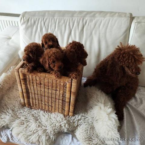 Caniche Toy chiots à vendre