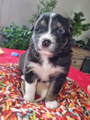 chiots Berger Australien disponibles