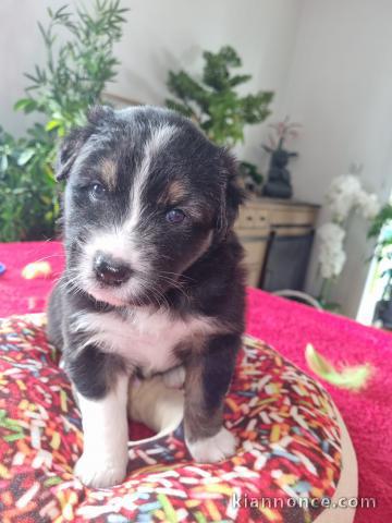 chiots Berger Australien disponibles