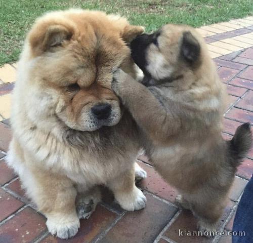 Superbes chiots chow-chow 