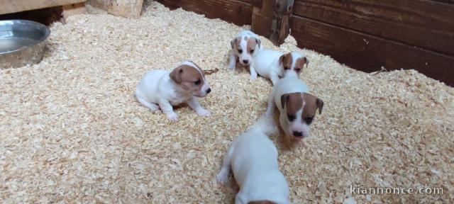 Chiots Jack Russell Terrier