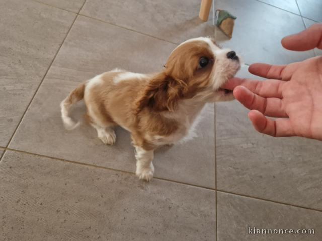Chiots Cavalier King Charles Adoption