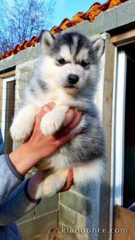 Chiots Husky Siberien Adoption