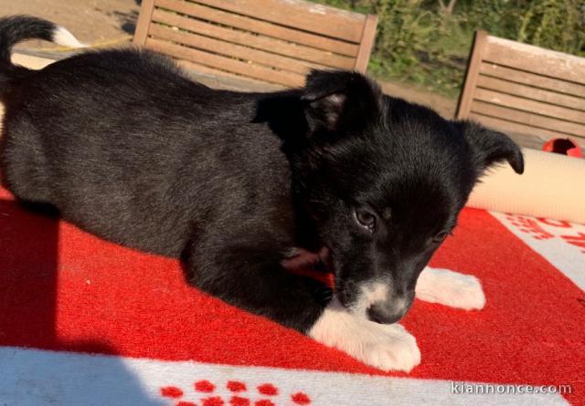 Chiots Border Collie Adoption