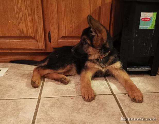 Chiots Berger Allemand Adoption