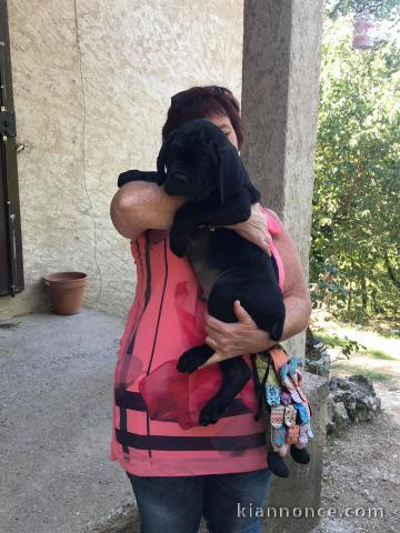 Chiots Cane Corso Adoption