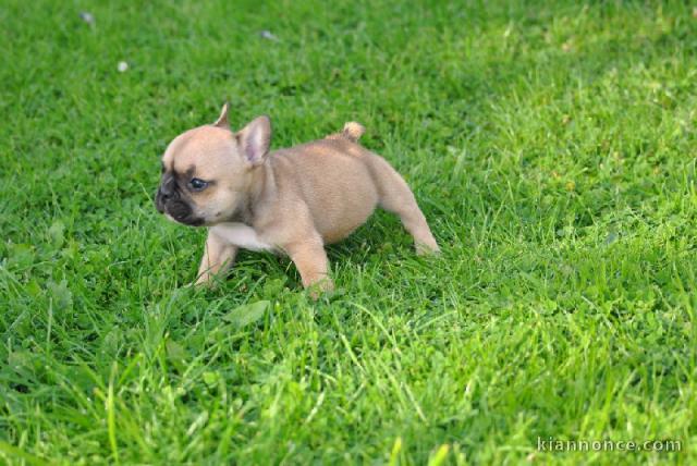 Je donnes chiot bouledogue français femelle