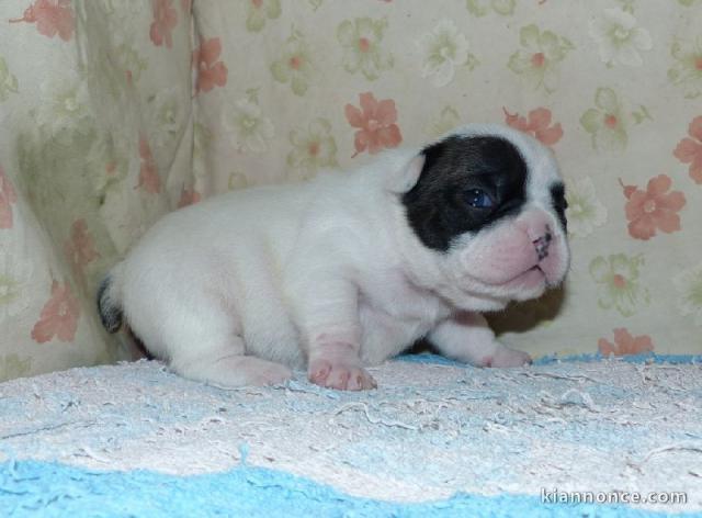 Je donnes chiot bouledogue français femelle