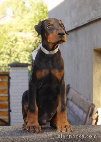 Dobermann chiots à vendre