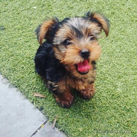 Chiots yorkshire terrier